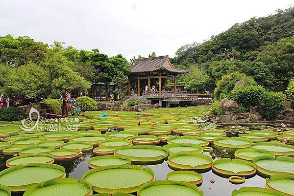 超好拍的雙溪公園-九曲橋上拍過去可同時捕抓涼亭和大王蓮.jpg