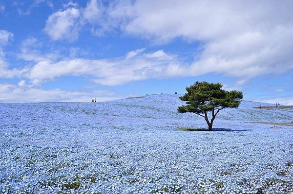 nemophila2.jpg