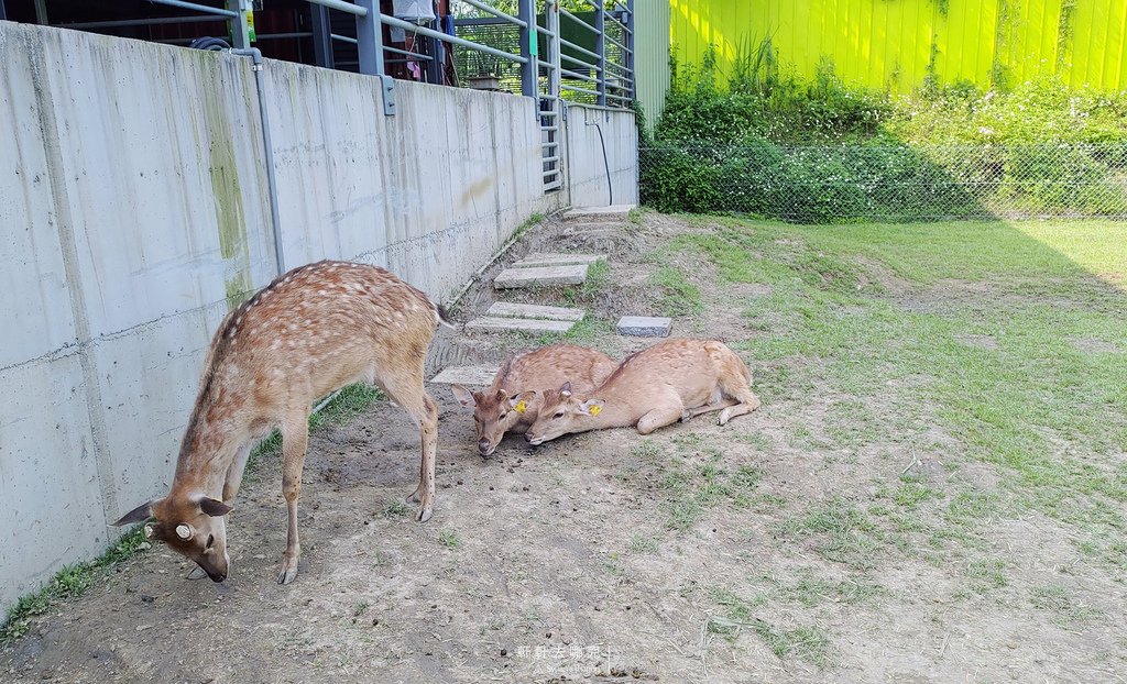 15 心花鹿Fun 宜蘭農場 軒軒去哪兒