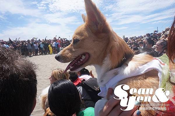 2015NorCalSummerCorgiCon-3