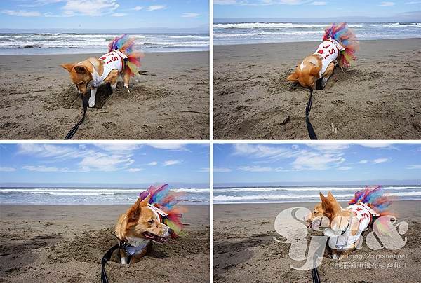 2015NorCalSummerCorgiCon-6