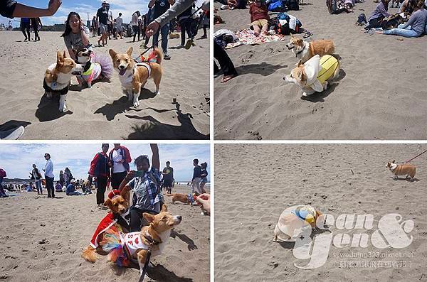 2015NorCalSummerCorgiCon-8