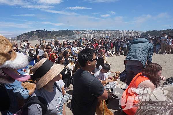 2015NorCalSummerCorgiCon-14