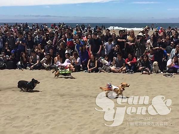 2015NorCalSummerCorgiCon-15