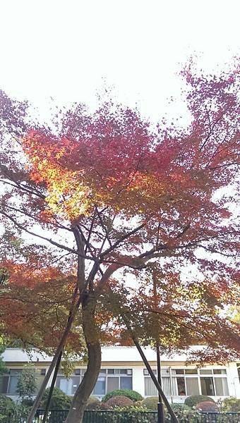 井之頭公園_008.jpg