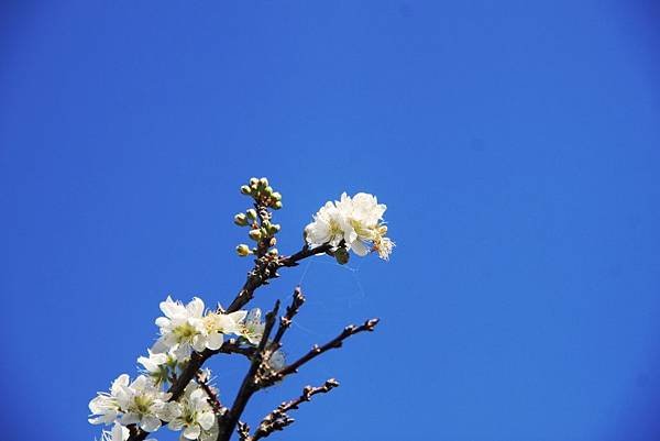 宜蘭三星牛闘賞梅