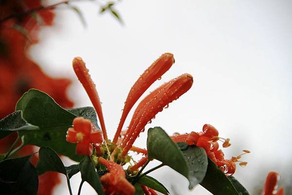 知卡宣拈花惹草-1.JPG