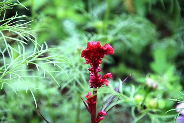 知卡宣拈花惹草-6.JPG