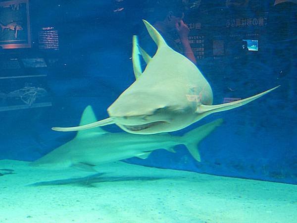 IMG_0886.jpg