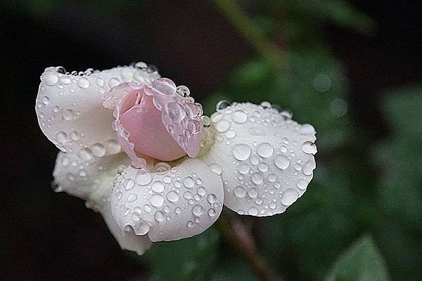 玫瑰雨珠