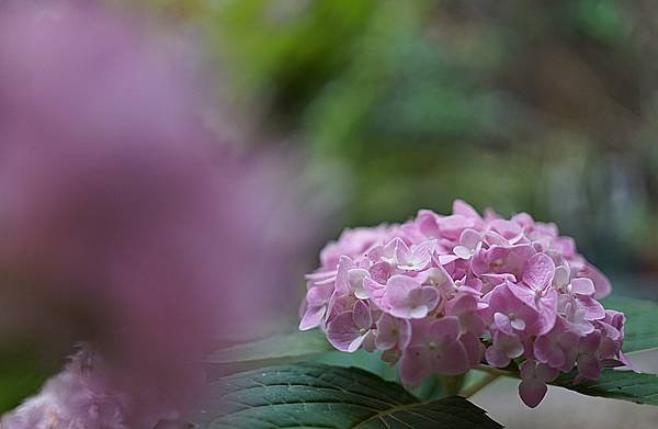 戀家61【酷熱的夏，賞花吧！】