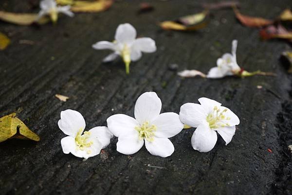 桐花010