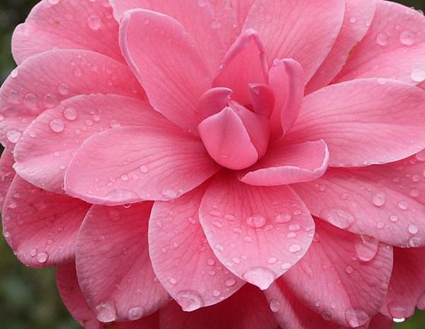 茶花莊09