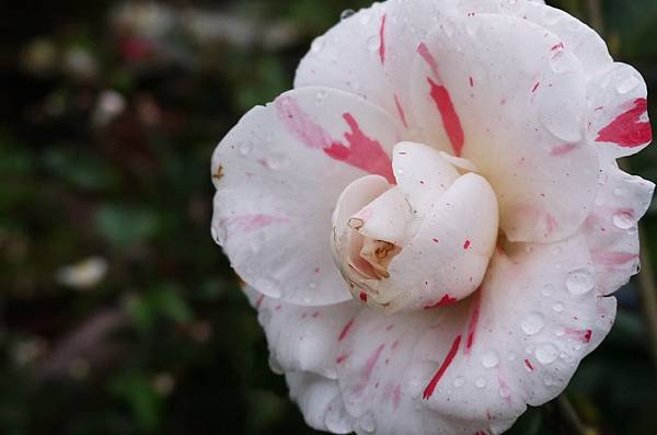 茶花莊011