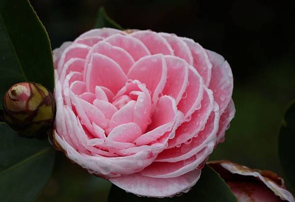 茶花莊01