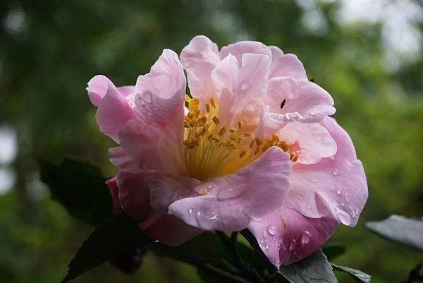 茶花莊02
