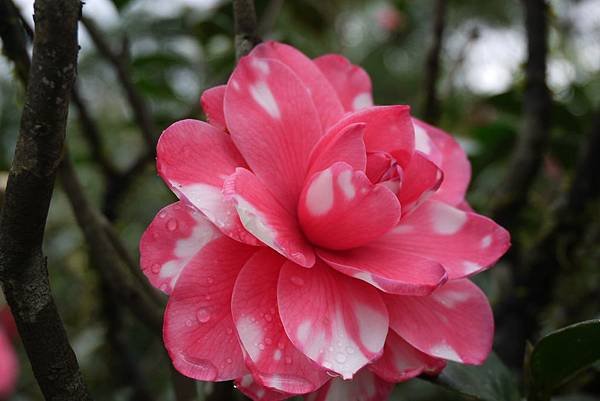 茶花莊03