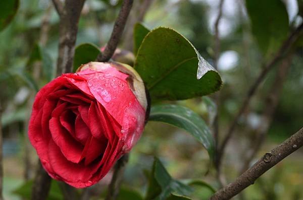 茶花莊05