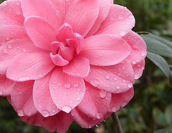 茶花莊06