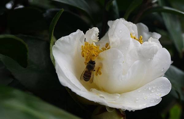 茶花莊013