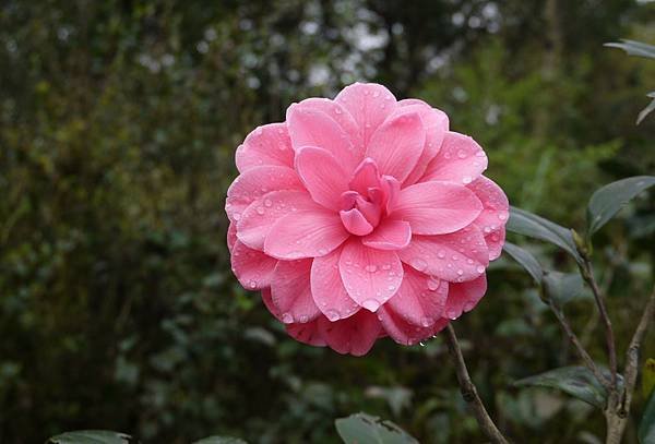 茶花莊014