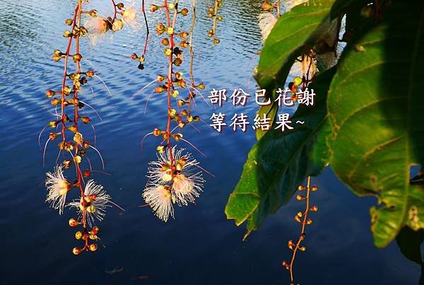 穗花棋盤腳07
