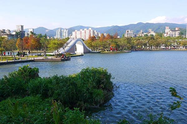 大湖公園落羽松03