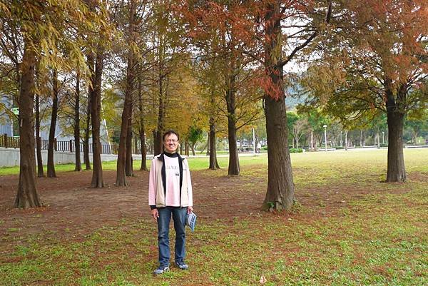 大湖公園落羽松02