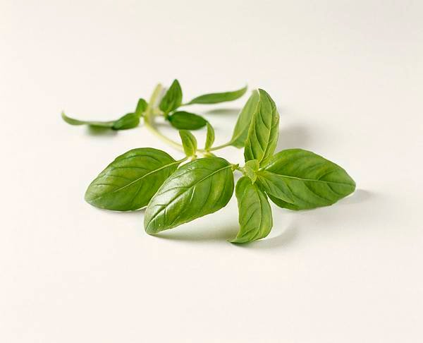 basil3.jpg