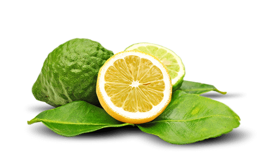 bergamot1