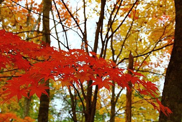 正火紅的楓葉