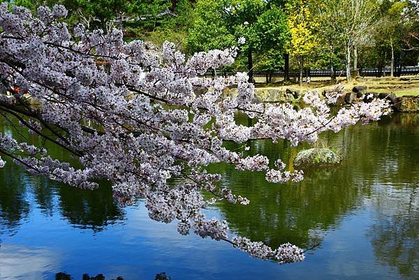奈良公園
