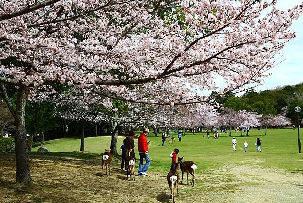 奈良公園