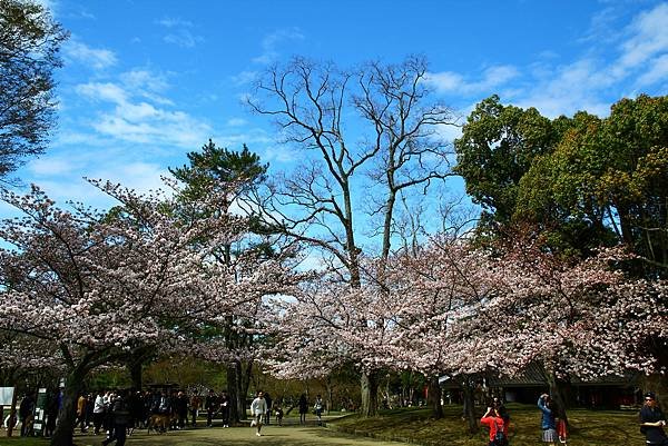 奈良公園