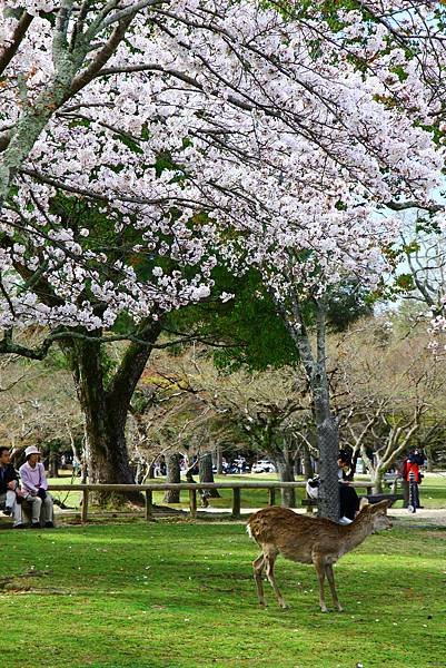奈良公園