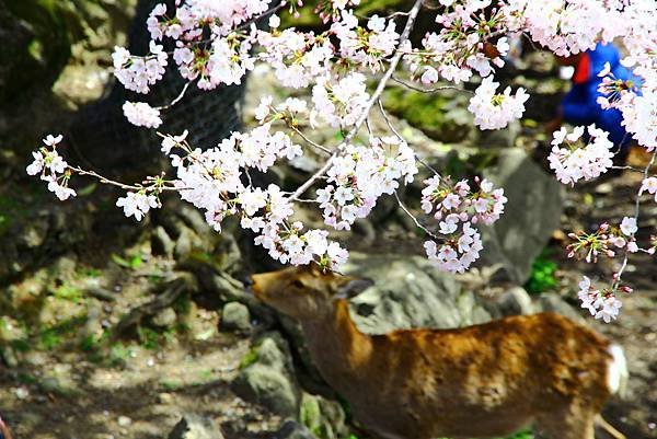 奈良公園