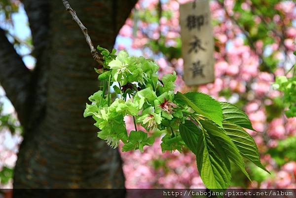 4/12 造幣局~桜の通り抜け