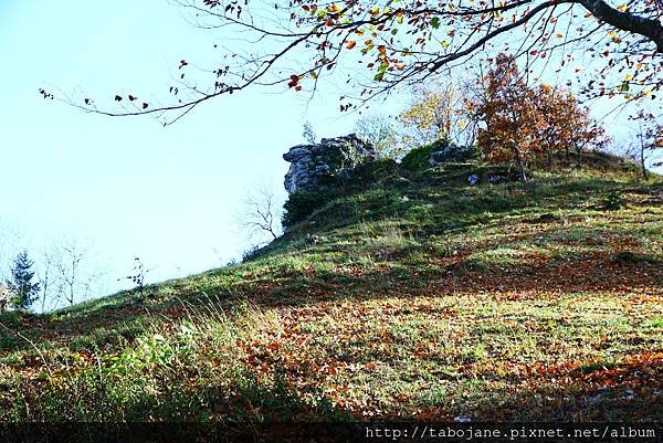 10/24 Zeller Horn