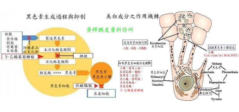 美白機轉