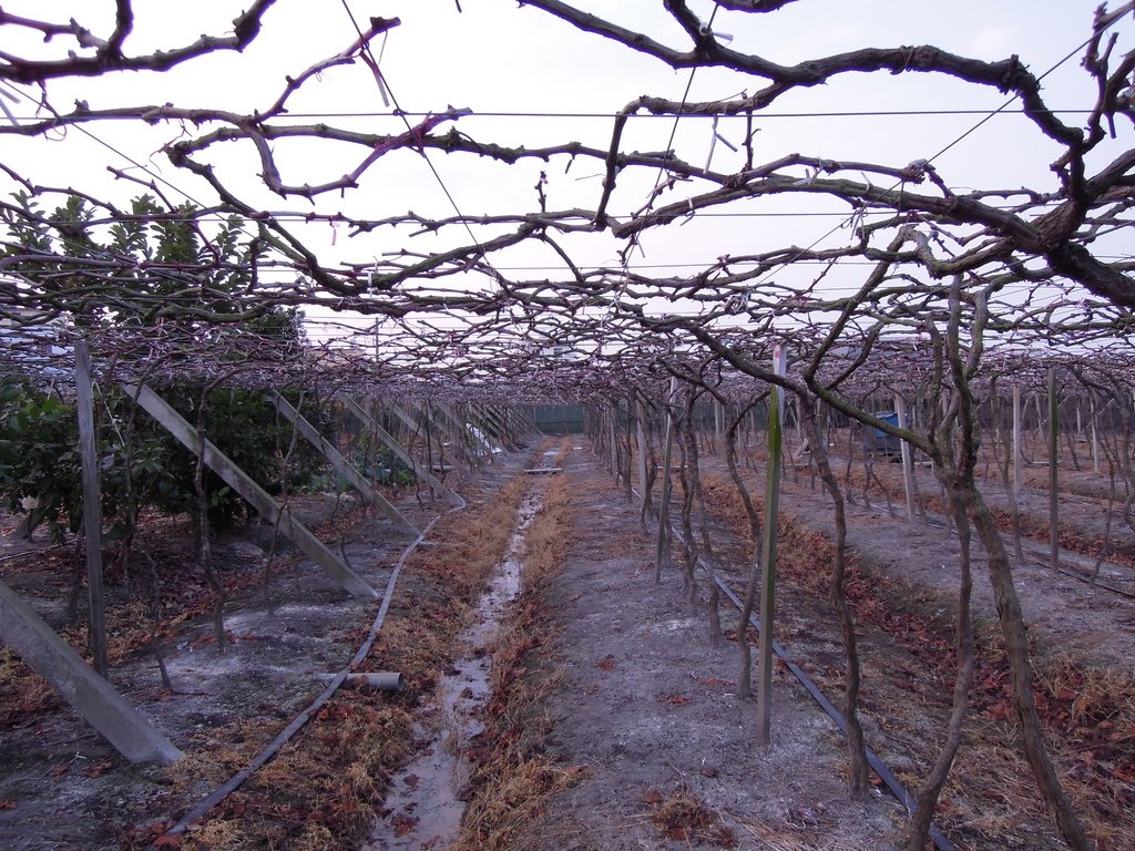 金子觀光葡萄園增加新利器抽水機