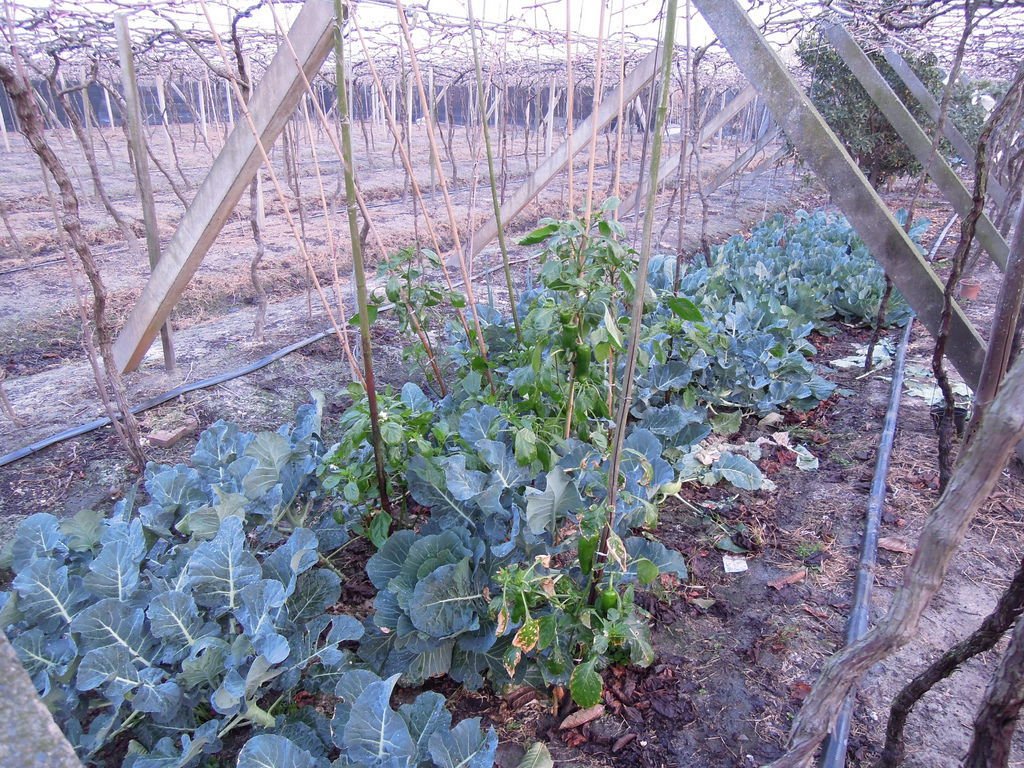 清晨6點,葡萄發芽