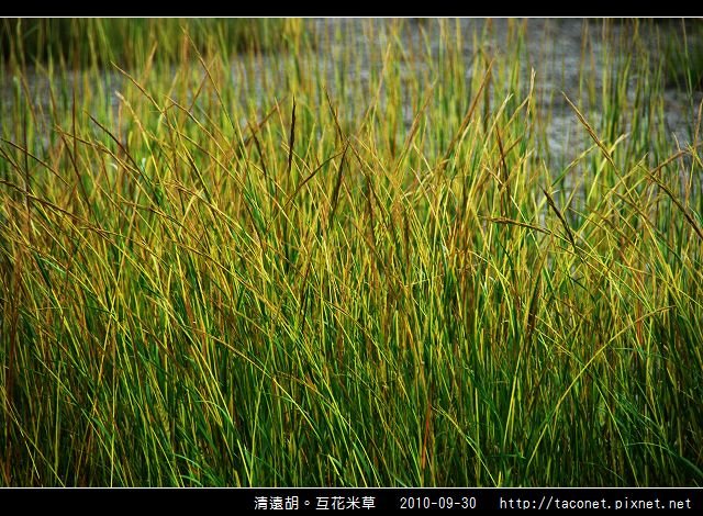 互花米草在清遠湖_03.jpg