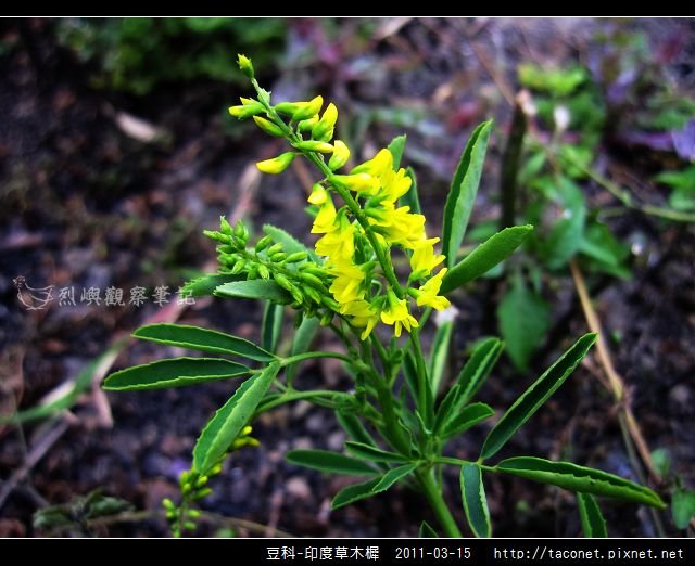 豆科-印度草木樨_04.jpg