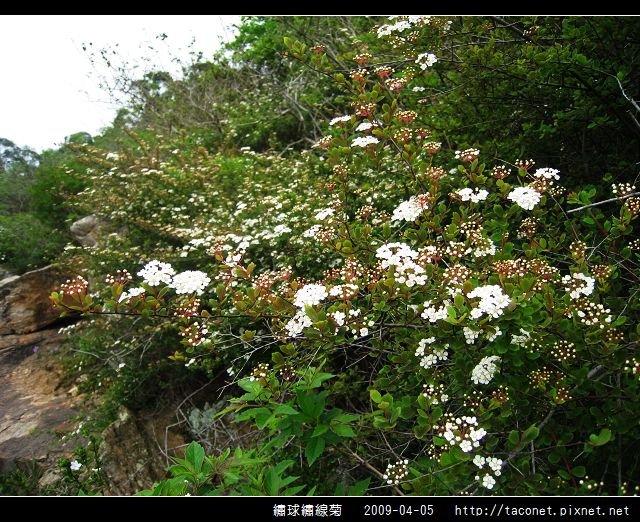 繡球繡線菊_10.jpg