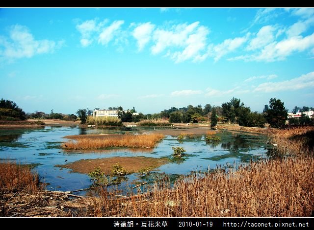 互花米草在清遠湖_08.jpg