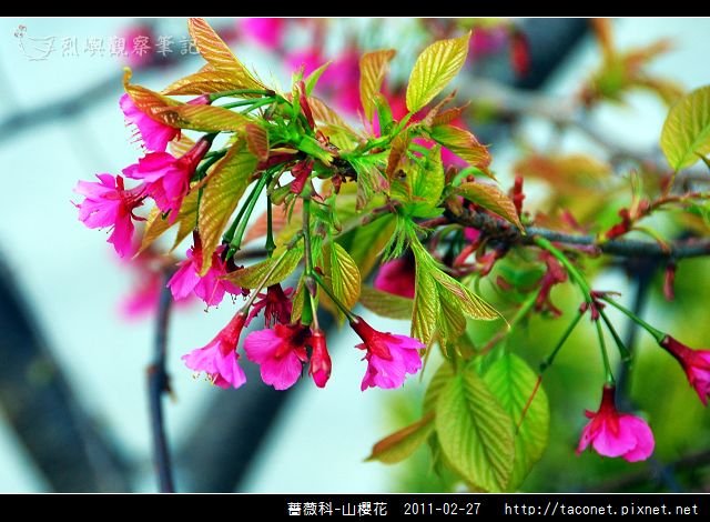 薔薇科-山櫻花_25.jpg