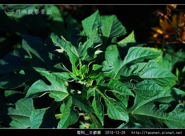 菊科-王爺葵_09.jpg