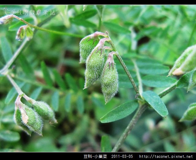 豆科-小巢菜_10.jpg