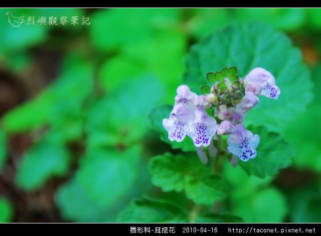 唇形科-耳挖花_06.jpg