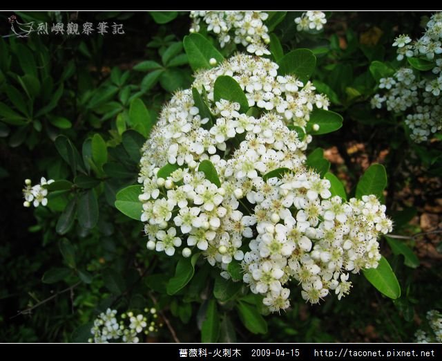 薔薇科-火刺木_11.jpg